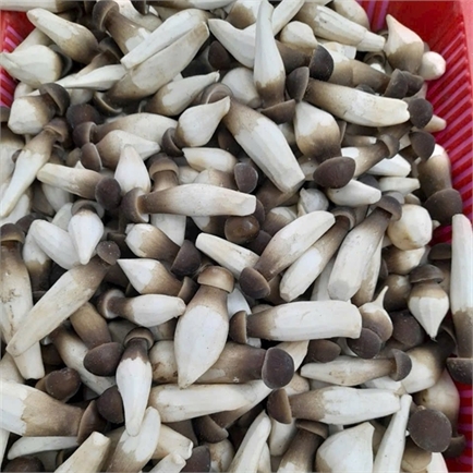 Nấm mối đen